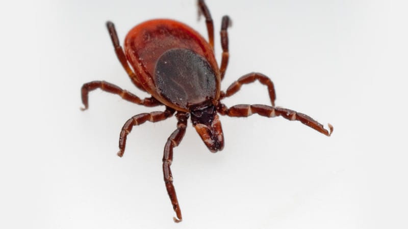CDC to Start Tracking Ticks as Diseases Rise