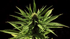 Marijuana Allergy? Legalization Stirs the Pot