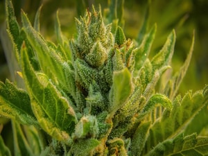 Cannabis Misconceptions Still Common Among MS Clinicians