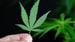 Frequent Cannabis Use Tied to Coronary Artery Disease