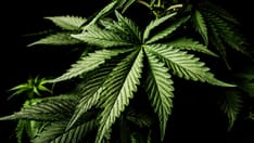 Marijuana Use Risky After Aneurysm Rupture?