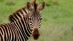 Looking for a Zebra: Pay Attention for Signs of Atypical Diabetes