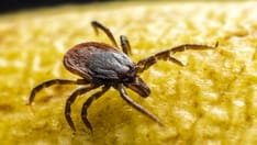 On the Trail of a New Vaccine for Lyme Disease