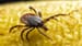 Targeting Ticks and Lyme Disease With Gene Editing