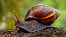 Florida Warns About Snail That May Cause Meningitis