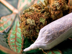 Marijuana Linked to Higher PAD Risk