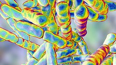 Can a Healthy Gut Help Solve the Obesity Epidemic?