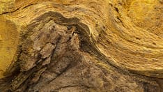 Can Berberine Live Up to the Claim That It's 'Nature's Ozempic'?