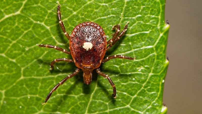 CDC Alerts Clinicians to Signs of Alpha-Gal Syndrome