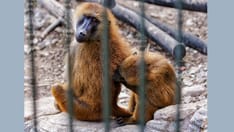 Can Zoo Poo Help Manage Diabetic Foot Ulcers?