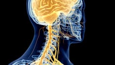 Scientists Find the 'On' Switch for Energy-Burning Brown Fat