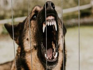 Rabid Dog Imported Into US Sparks Multistate Investigation