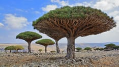 Exsanguinating the Truth About Dragon's Blood in Cosmeceuticals