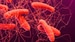 FDA OKs First Fecal Transplant Therapy for Recurrent C difficile