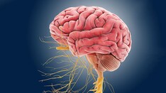 Long COVID Symptoms Linked to Effects on Vagus Nerve