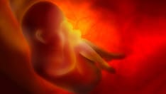 Bugs, Drugs, and the Placenta