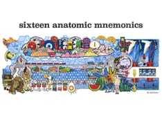 16 Anatomic Mnemonics