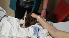 'Dr Dog' Eases Emergency Patients' Anxiety, Pain