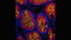 Rat Sperm Produced in Sterile Mice: New Tech Could Help Us Grow Human Organs in Animals