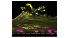 Scientists Create 'Vagina on a Chip':What to Know