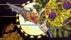 A Secret Weapon in Preventing the Next Pandemic: Fruit Bats