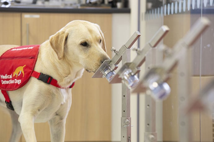 Could Bio-detection Dogs Sniff Out COVID-19 Infection?