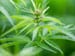More Positive Results With Cannabidiol in Epilepsy