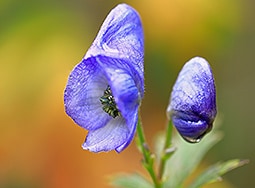Plants That Can Poison Harm Or Kill