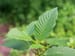 Kratom Now an Opioid, FDA Says