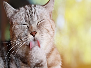 New Feline Diet Curbs Allergy to Cats