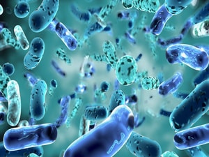 Probiotics Reduce Allergic Rhinitis in Children and Adults