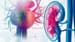 AHA Statement Highlights Cardiorenal Benefit of Diabetes Drugs