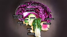 Food for Thought: Endocrinologist Uses Food Art to Teach Patients