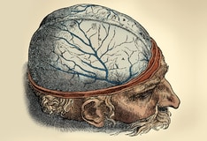 Brain Anatomy Overview Gross Anatomy Cerebrum Gross