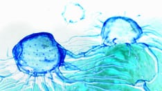 Emerging Treatments for OMBC: Where Are We Now?