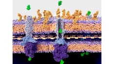 Antimicrobial Resistance Threat Continues During COVID