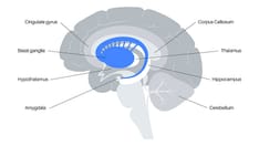 Brain Fog and Anxiety in a 45-Year-Old Woman Who Intermittently Fasts