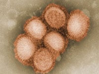 Seasonal Influenza: Current Updates and Critical Recommendations