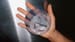 More Info on Risks of Breast Implants Needed, Says FDA Panel