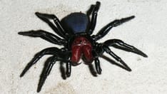 Medically Significant Spider Bites: Which to Watch Out For