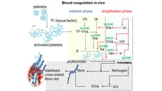Will Factor XI Be the Goldilocks Anticoagulant Target?