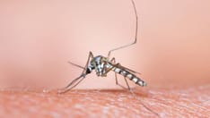 photo of Mosquito blood. Close up on mosquito blood sucking human blood.