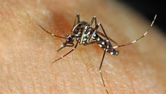 photo of Tiger mosquito (Aedes albopictus) sucking blood. A female Asian tiger mosquito (Aedes albopictus)
