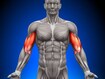 brachial biceps, anatomy
