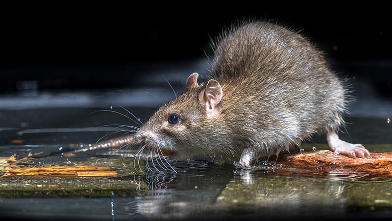 Nager ou courir : le cœur (des rats) a tranché