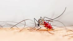 photo of Close-up of an Aedes aegypti mosquito on human skin
