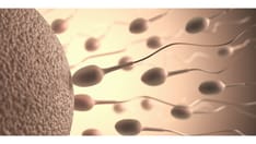 photo of ovulation