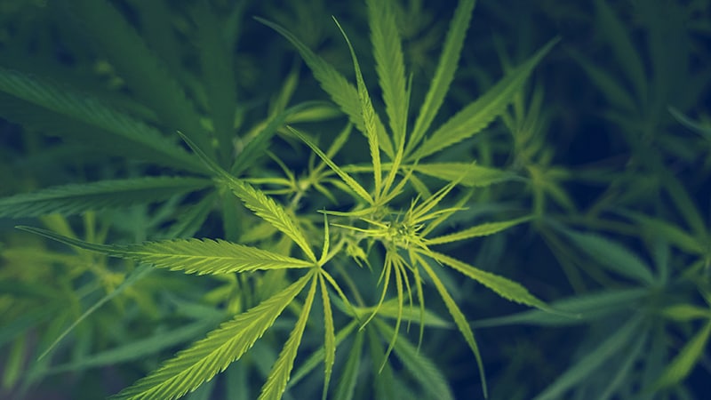 Cannabis Use Tied to Higher Risk for Incident Diabetes
