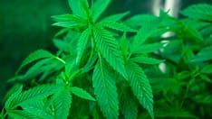 photo of weed