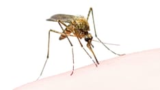 photo of mosquito